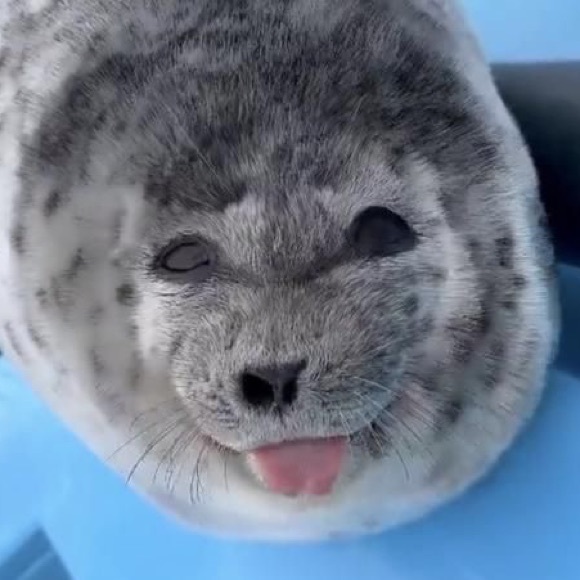 sealky0